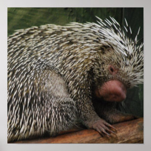 Poster de Porcupine