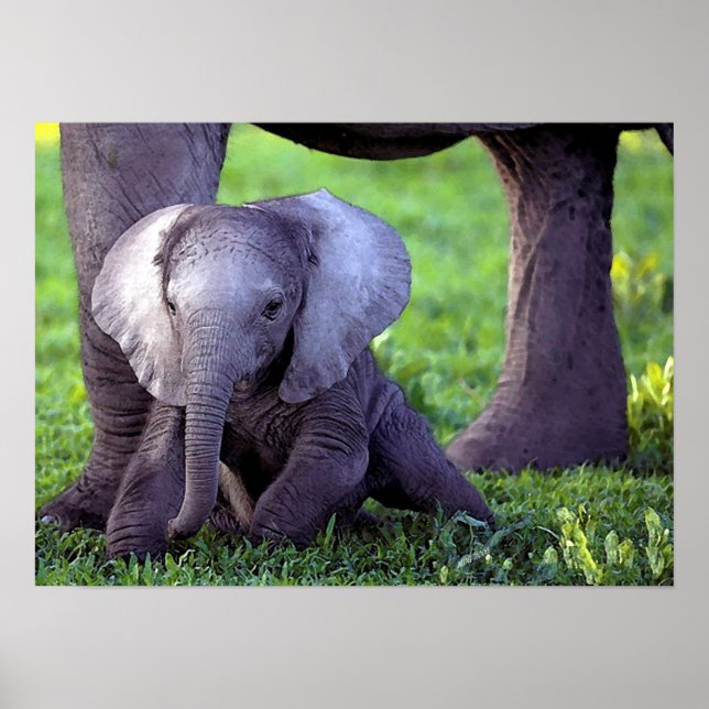 Poster de portrait de bébé africain Elephant Impri (Devant)