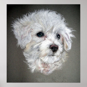 Poster de portrait de chien Bichon Frise Imprimer