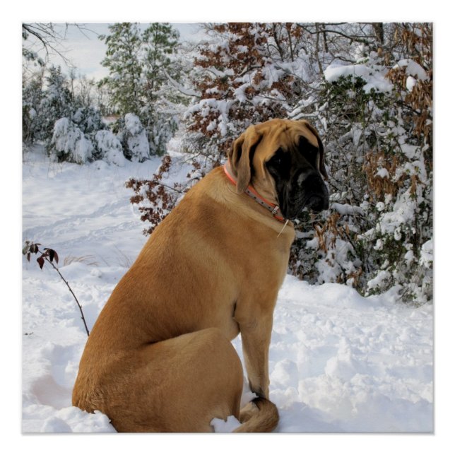 Poster de pose de neige Mastiff anglais (Devant)