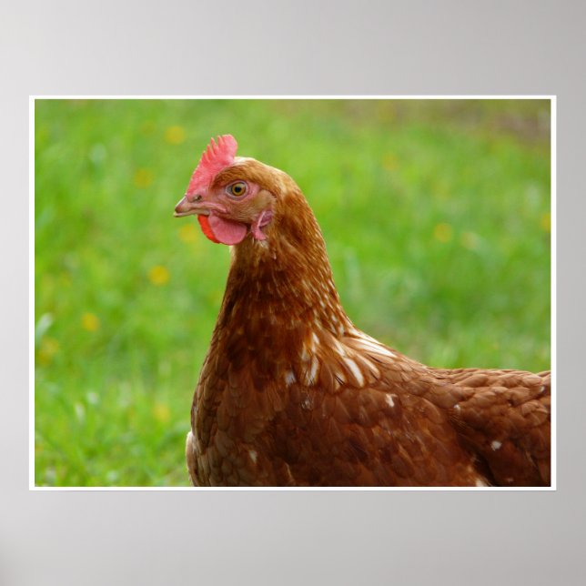 Poster de poulet rouge de production Beak compensé (Devant)