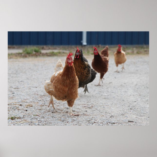 Poster de poulets (Devant)