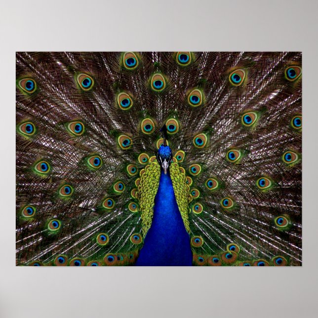 Poster de Proud Peacock (Devant)