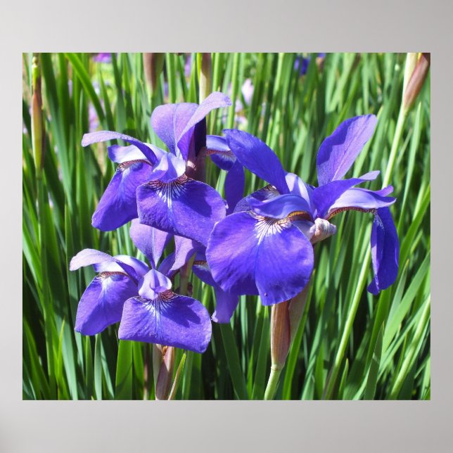Poster de Purple Irises (Devant)