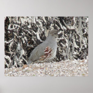 Poster de Quail de Gambel