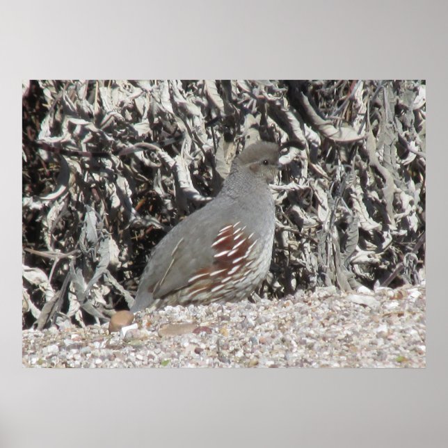 Poster de Quail de Gambel (Devant)