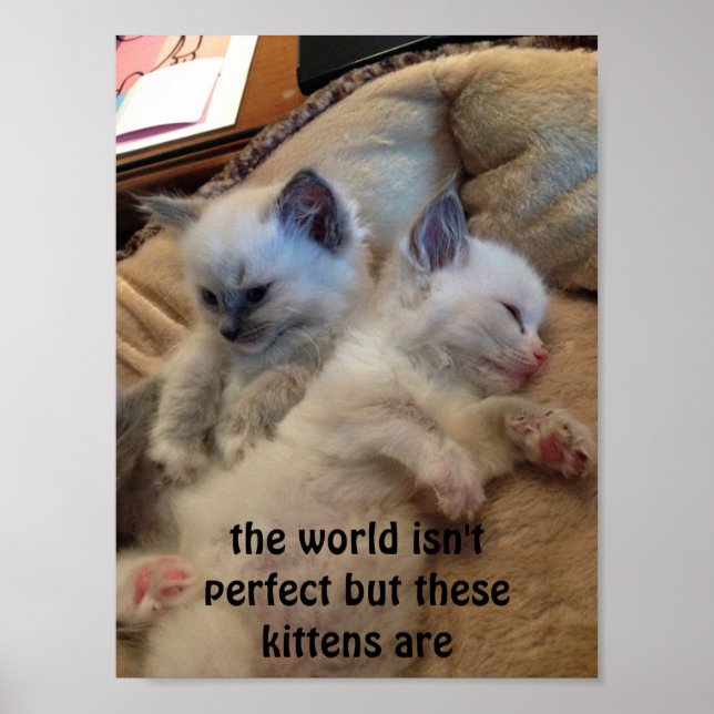 poster de ragdoll chatons (Devant)