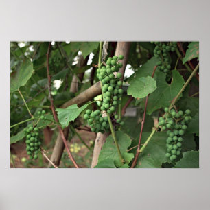 Poster de raisins