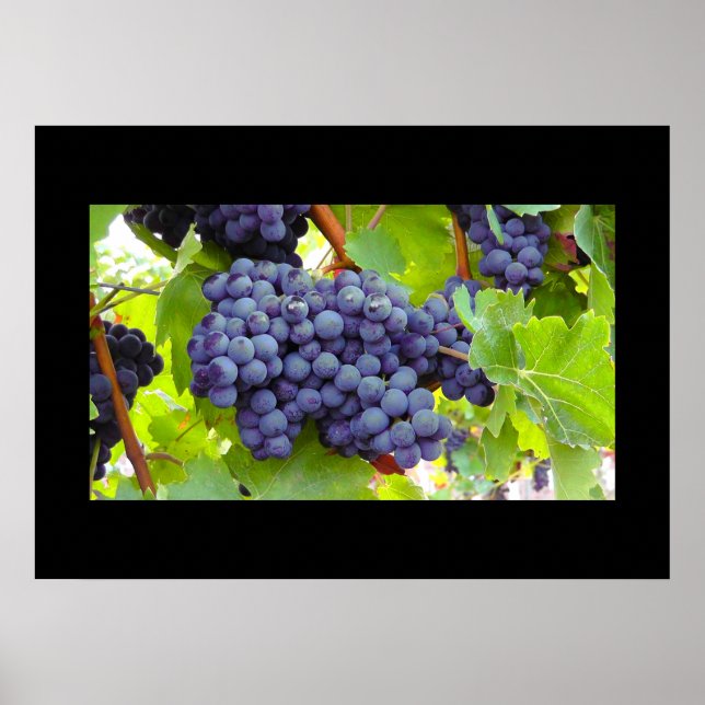 Poster de raisins (Devant)