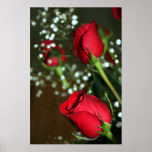 Poster de Red Roses