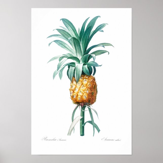 POSTER DE REDOUTÉ EN BOTANIQUE vintage (Devant)