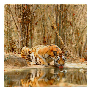 Poster de réflexion Tiger