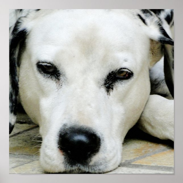 Poster de repos dalmate (Devant)