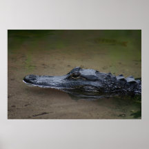 Poster de repos Gator -36x24 -autres tailles dispo