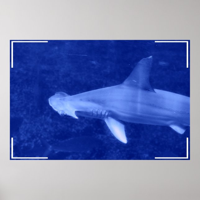 Poster de requin à tête de marteau (Devant)