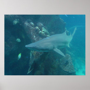 Poster de requins