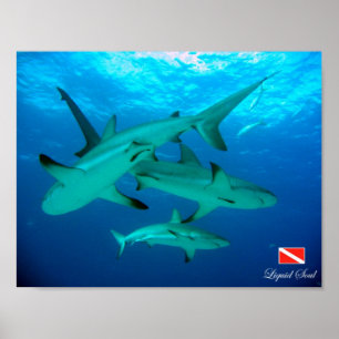 Poster de requins récifs