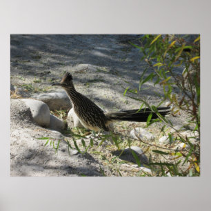 Poster de Roadrunner