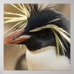 Poster de Rockhopper Penguin