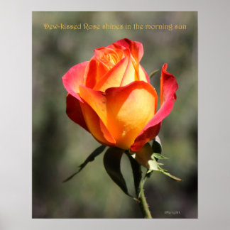 Poster de Rose baisé 16x20 ROSE & PROSE