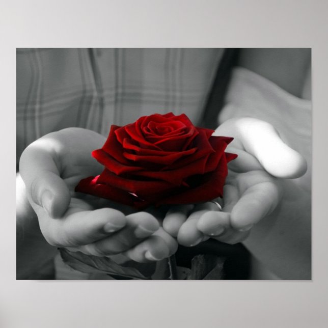 Poster de Rose rouge couleur (Devant)
