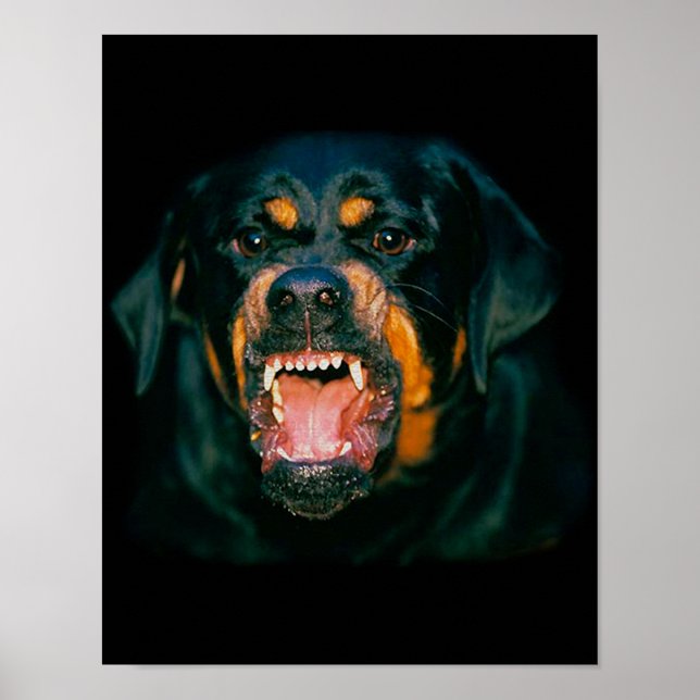 Poster de Rottweiler (Devant)