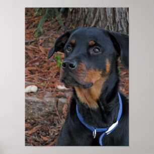 Poster de Rottweiler Heidi