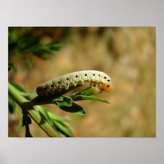 Poster de Sawfly Larvae (Devant)