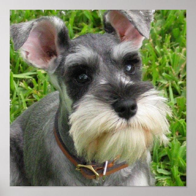 Poster de Schnauzer Miniature (Devant)