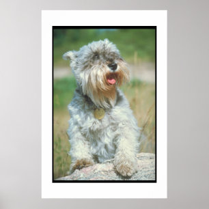 Poster de Schnauzer Miniature