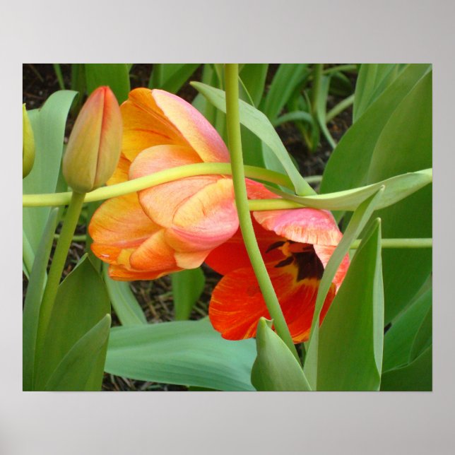 Poster de sculpture Orange Tulip (Devant)