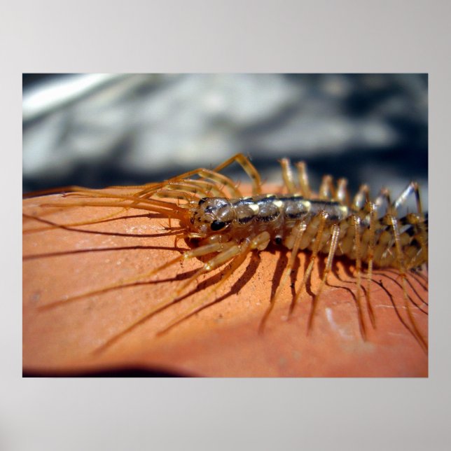 Poster de Scutigera Coleoptrata (Devant)