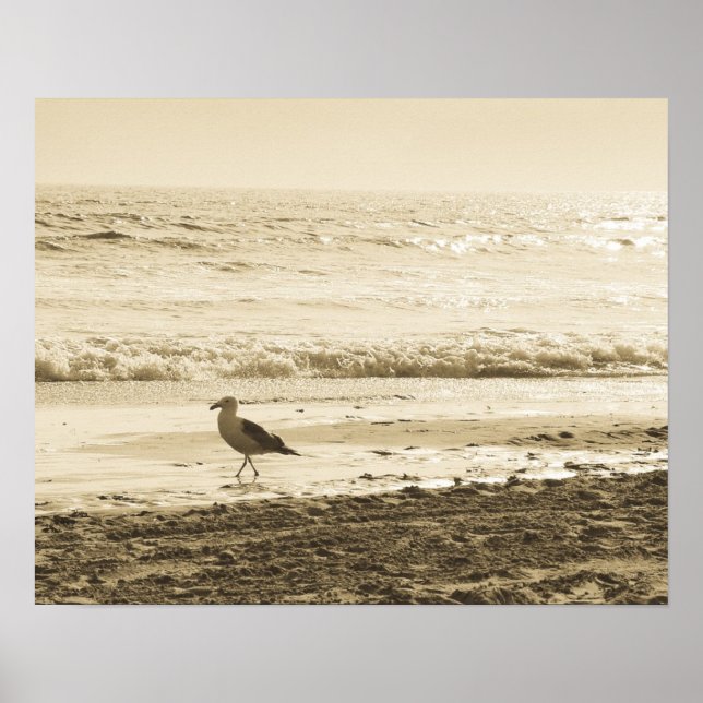 Poster de Seagull (Devant)