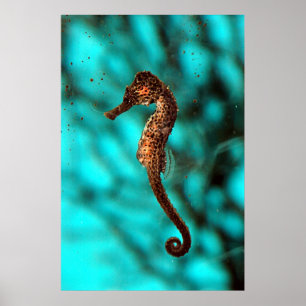 Poster de Seahorse