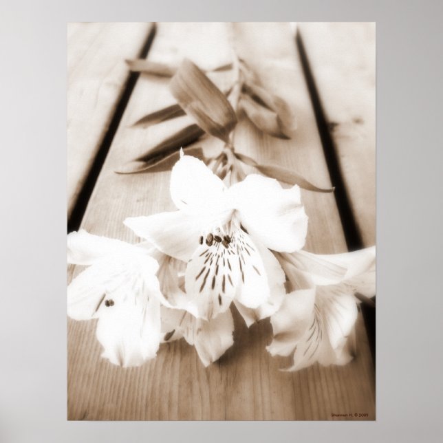 Poster de Sepia Lily (Devant)