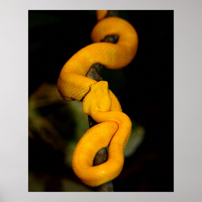 Poster de serpent jaune (Devant)