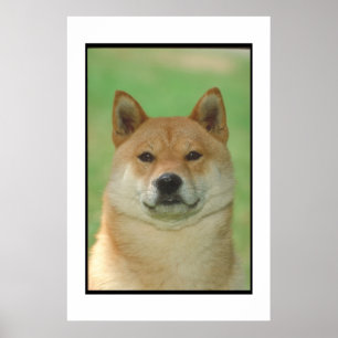 Poster de Shiba Inu