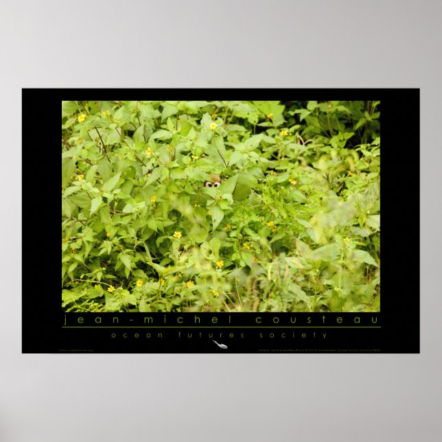 Poster de singe d'écureuil d'Amazon (Devant)