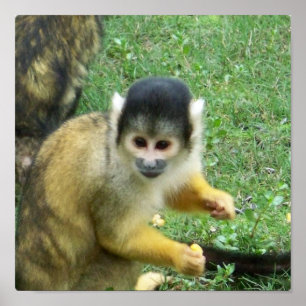 Poster de singe écureuil