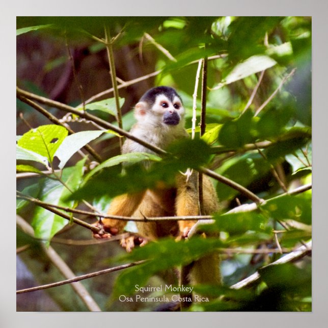 Poster de singe écureuil (Devant)