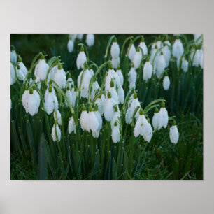 Poster de Snowdrops