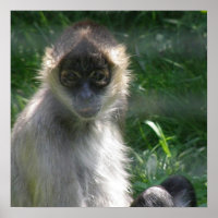 Poster de Spider Monkey