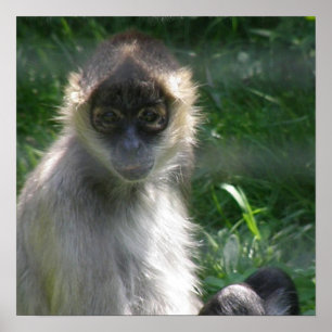 Poster de Spider Monkey