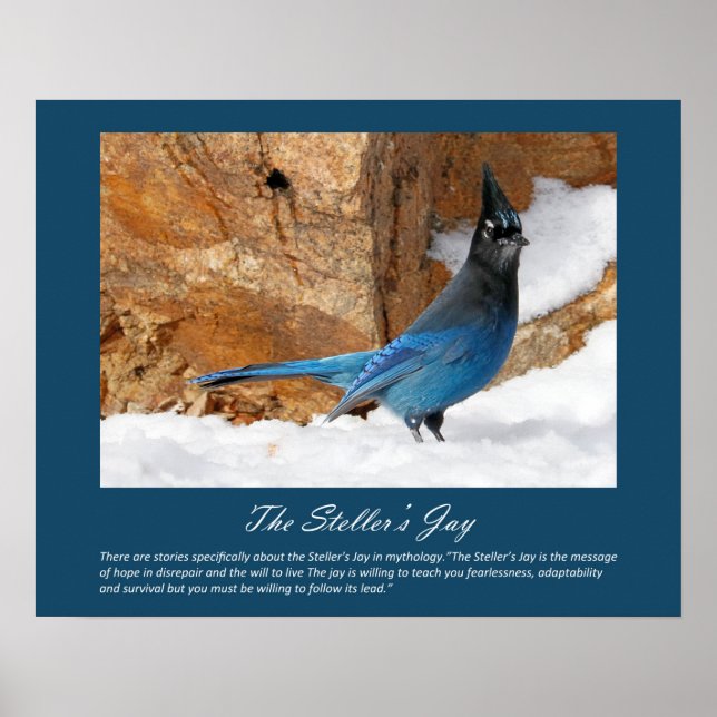 Poster de Steller's Jay (Devant)