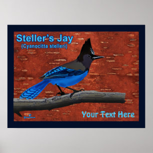 Poster de Steller's Jay On Inner Birch Bark