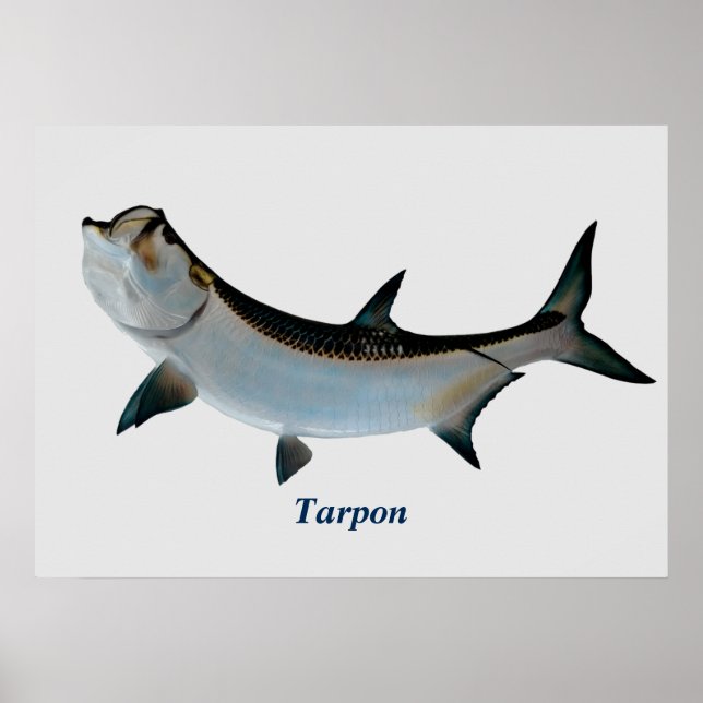 Poster de Tarpon (Devant)