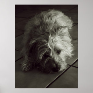 Poster de terrier de cairn doré