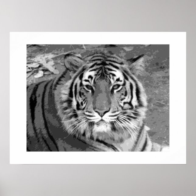 Poster de tigre avec bordure blanche (Devant)