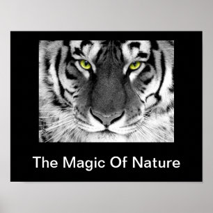 Poster de Tigre Blanc