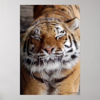 Poster de tigres extensible